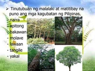 katotan sa gubat|Sa Gubat Dinonselya Ang Masikip na Kweba ni Maria (Iyot sa Pwit).